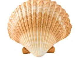 Shell's Quarterly Profits: $27 Billion and the Fan Reactions